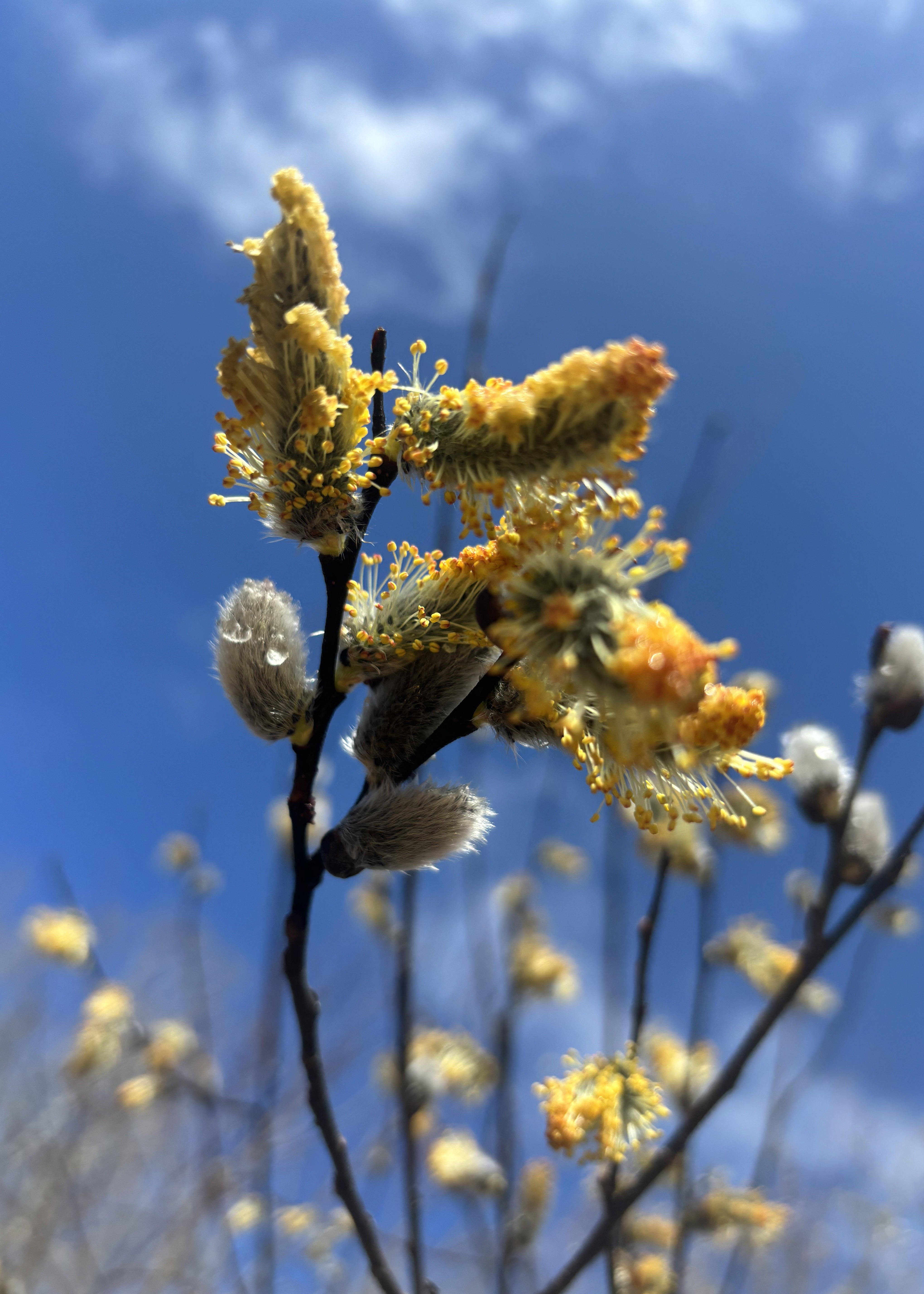 Willows and Wives