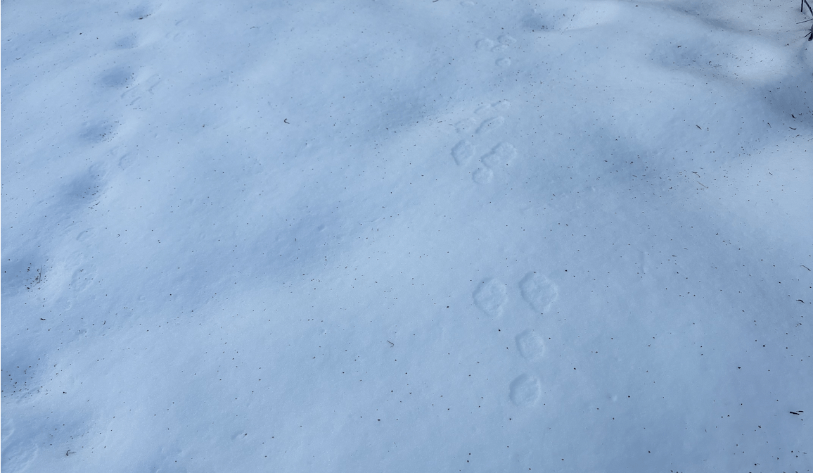 Snowdays and Snorkels