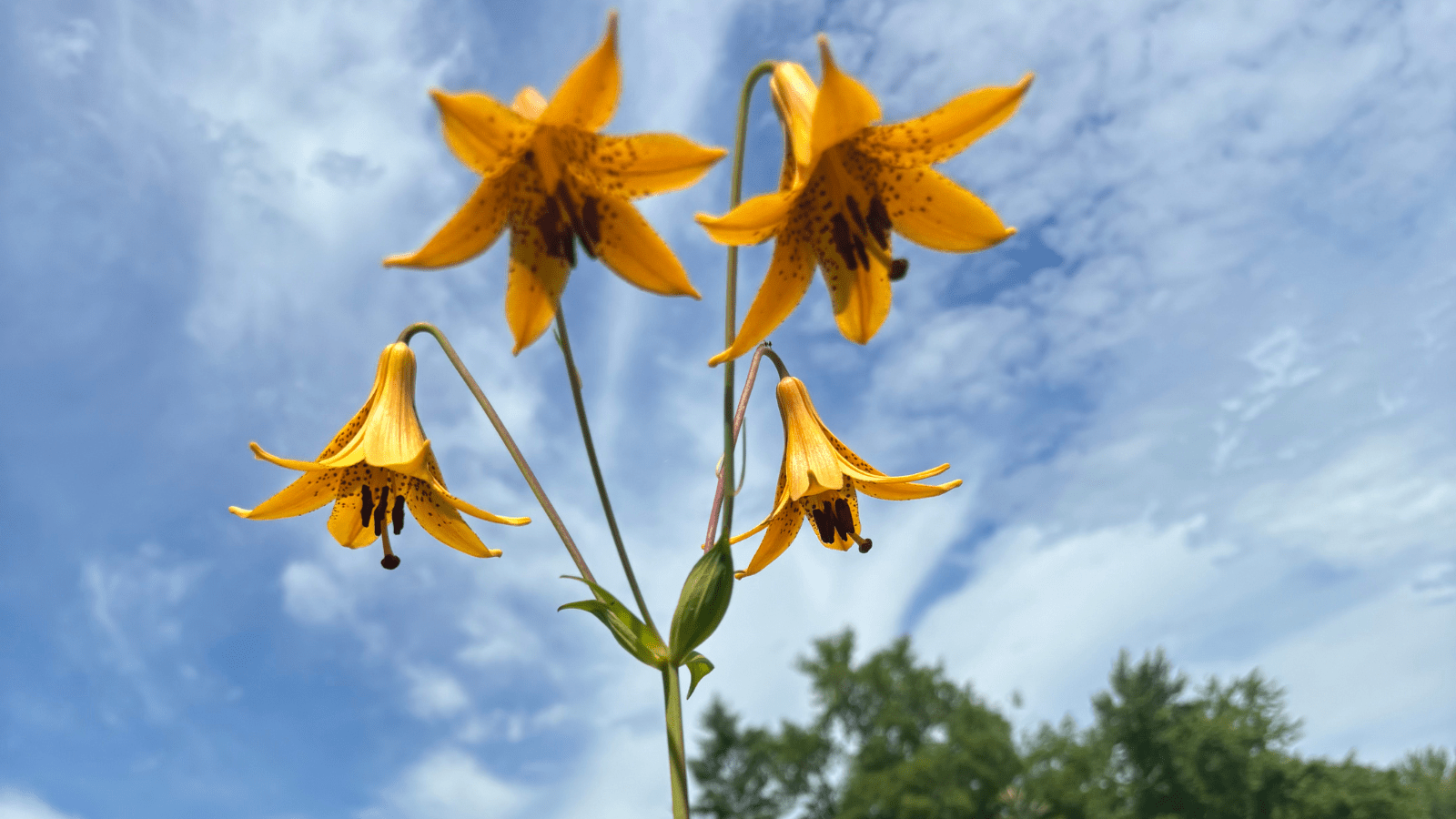 Endangered Now; Given Life